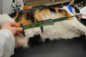 Medicion tumor mamario gato