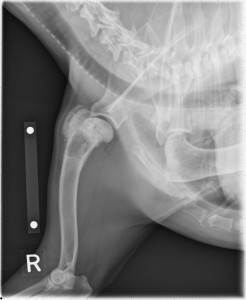 Osteosarcoma canino humero proximal